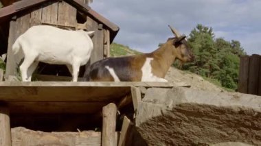 Keçiler ayağa kalktı. Beyaz ve kahverengi keçiler. Beyaz küçük eve giriyor.