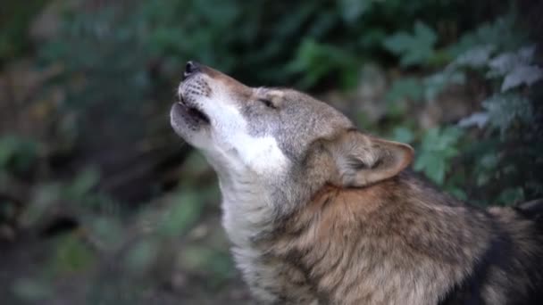 在动物园里被圈养的狼嚎叫 — 图库视频影像