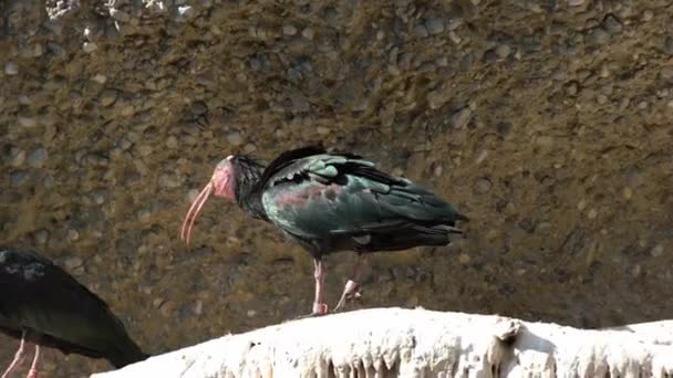 Waldrapp Niewoli Alpenzoo Austrii — Wideo stockowe