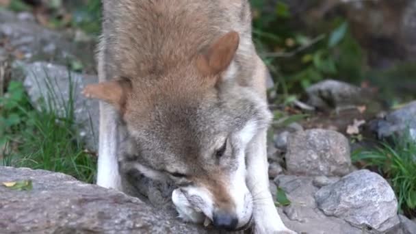 Farkas patkányt eszik, imádkozik. Farkas az erdőben eszik fogságban
