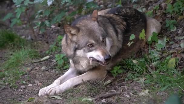 Wolf Gefangenschaft Frisst Und Füttert Wolf Legt Sich Fest — Stockvideo