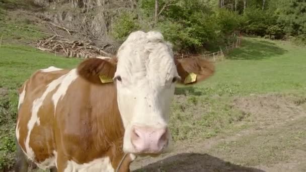 Nyfiken Tittar Kameran Söt Simmental Cow Fältet Mycket Intresserad — Stockvideo