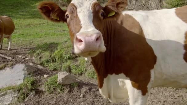 Söt Sniffa Och Titta Kameran När Står Fältet — Stockvideo