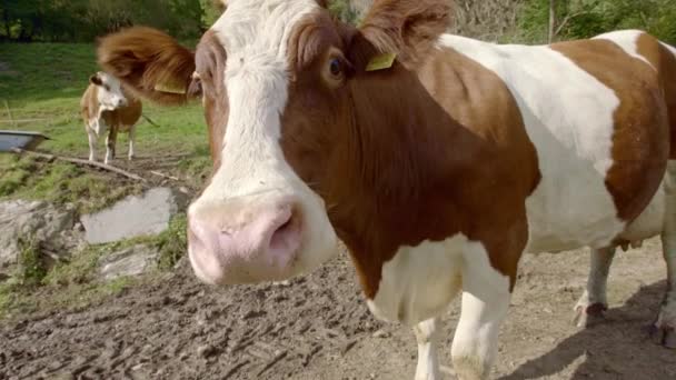 Cute Krowa Wąchanie Patrząc Aparat Podczas Stania Polu — Wideo stockowe