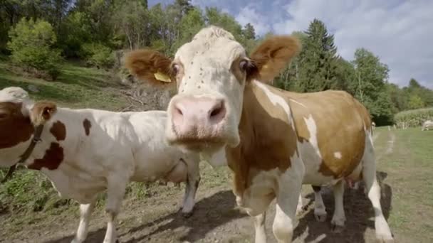 Krowa Muchami Twarzy Wyglądająca Bardzo Zainteresowaną Wąchająca Kamery — Wideo stockowe