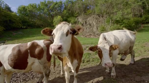 Muchas Vacas Mirando Olfateando Curiosamente Tres Vacas Pie Una Lado — Vídeos de Stock