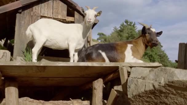 Kozy Wysoko Stanowiskach Kozy Białe Brązowe — Wideo stockowe