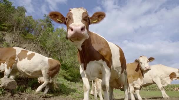 Nízký Úhel Pohledu Zvědavých Krav Hledících Kamery Roztomilá Kráva Zájem — Stock video