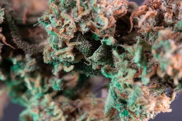 Cannabis Buds Closeup View Hemp Marijuana Dry Weed Buds — Stock Photo, Image