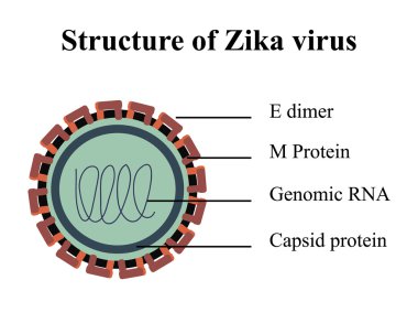 Zika virüs yapısı