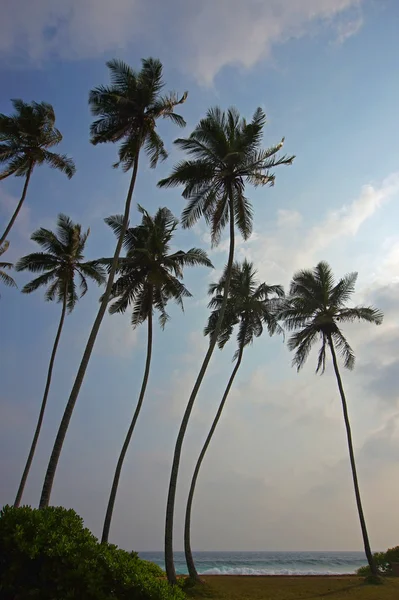 Stranden, havet, solen, sanden, paradise, palm — Stockfoto