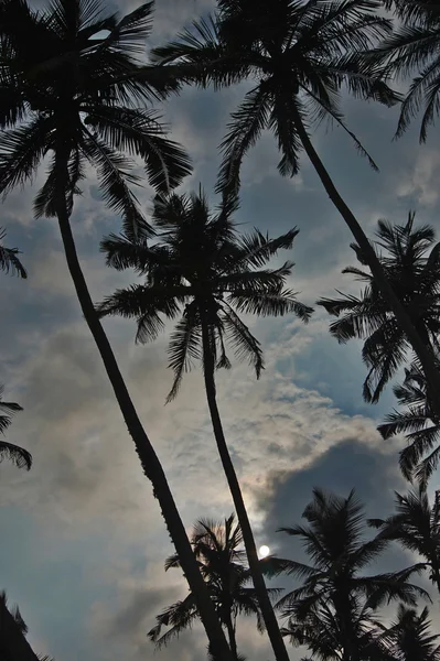 Praia, mar, sol, areia, paraíso, palma — Fotografia de Stock