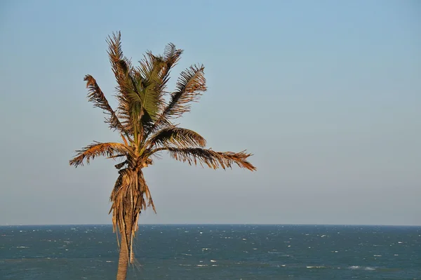 Stranden och palmer, beach, — Stockfoto