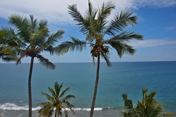 Stranden och palmer, beach, — Stockfoto