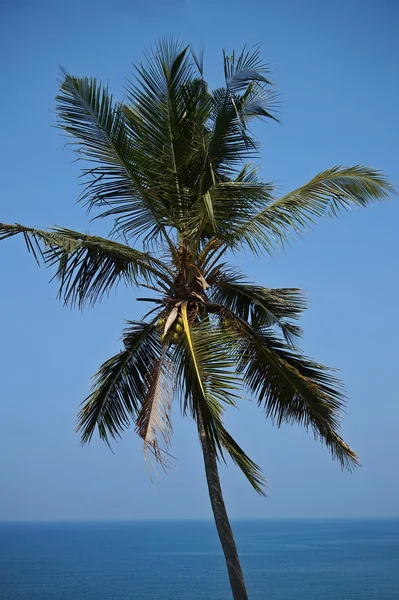 Praia e palmeiras, praia , — Fotografia de Stock