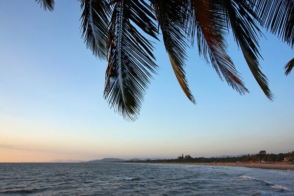 Praia e palmeiras, praia , — Fotografia de Stock