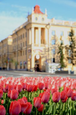 alan ile pembe laleler