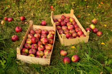 Elma topluyorum. Elmalar çimlerin üzerinde kutularda.
