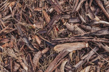 Yerdeki bir ağaçtan eski kahverengi ağaç kabuğu