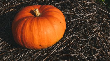 Samanlıkta portakal kabağı