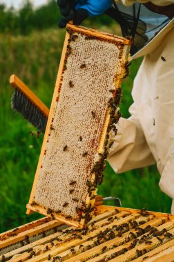 Koruyucu kıyafetli ve eldivenli bir arı yetiştiricisi arıların kullandığı bir fırçayla bal çerçevesinden kurtulur. Bal pompalıyorum. Arıcılık. Arıcı aletleri. Doğada eko arılar.