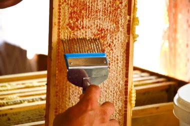 Bal pompalıyorum. Arıcı çerçevelerin çıktısını arı yetiştiricisinin çatalıyla alıyor. Bir arı yetiştiricisi aleti. Arıcılık. Bal pompalıyorum. Taze olgun bal. Arıcı çiti keser.