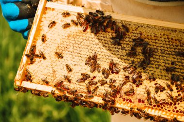 Koruyucu eldivenli bir arı yetiştiricisi ahşap kovandaki arılarla çerçeveyi söker. Arıcılık. Doğada eko arılar.