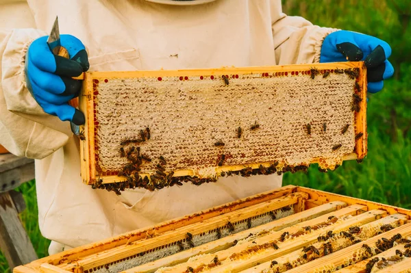 Včelař Ochranném Obleku Rukavicích Setřásá Medového Rámu Štětcem Včel Pumpování — Stock fotografie