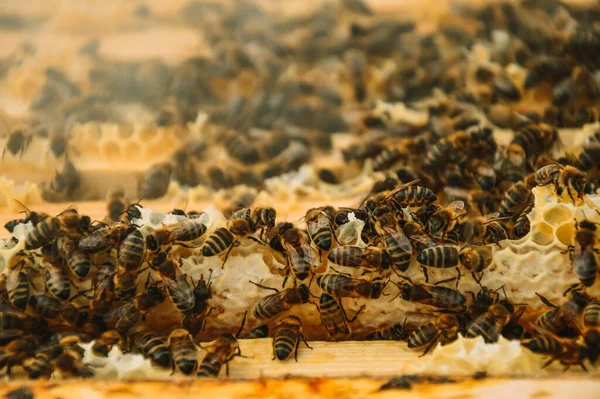 Včelařství Včely Sedí Rámu Dřevěném Úlu Kouřící Včely Kouřem Čerpání — Stock fotografie