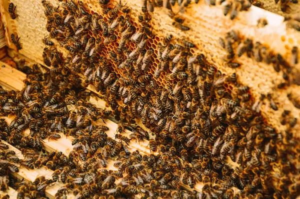 Včely Sedí Rámech Dřevěném Úlu Včelařství Eko Včelín Přírodě Produkce — Stock fotografie