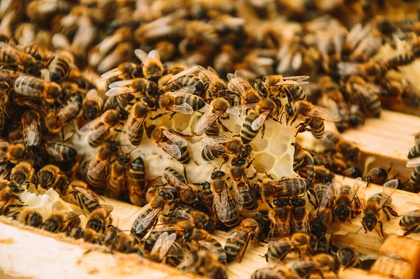 Včely Sedí Rámech Dřevěném Úlu Včelařství Eko Včelín Přírodě Produkce — Stock fotografie