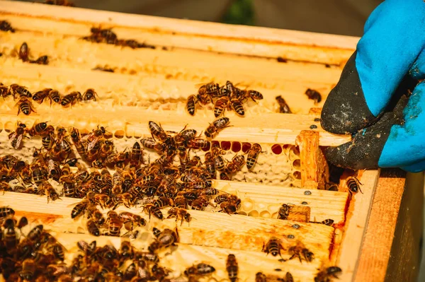 Včelař Ochranných Rukavicích Vytáhne Rám Včelami Dřevěného Úlu Včelařství Eko — Stock fotografie