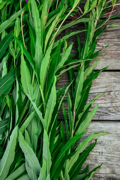 Green Leaves Cypress Gray Wooden Background Ivan Tea Preparation Useful — Stock Photo, Image