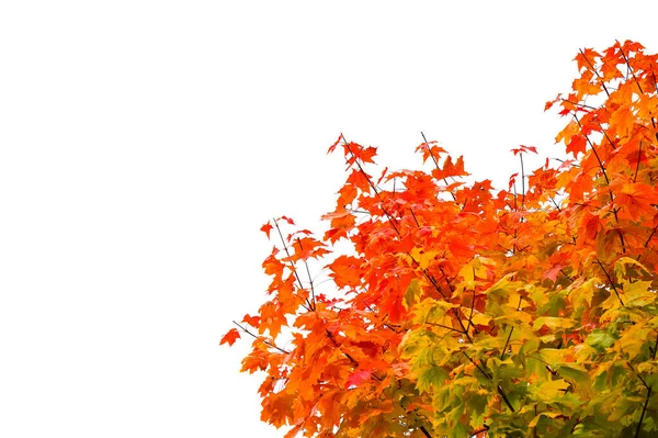 Een Heldere Esdoorn Boom Met Geel Oranje Bladeren Geïsoleerd Een — Stockfoto