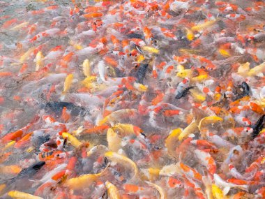 Renkli sazan balıkları bahçede yüzüyor..