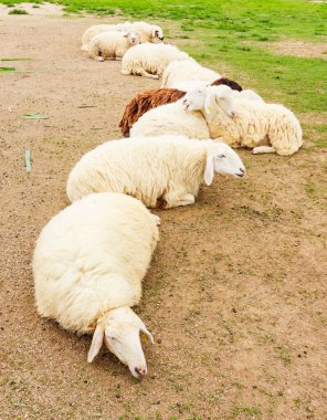 Koyunlar çiftlikte yerde rahatlar, sevimli hayvanlar gibi görünürler..