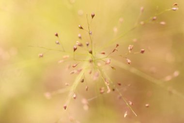 Güzel bir arka plan için düşük oranda bitki örtüsü.