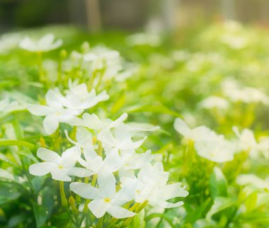 Beyaz çiçekte sarı polen güneş ışığı altında botanik bahçesi arka planında, yaz veya ilkbaharda botanik çiçeği ekme
