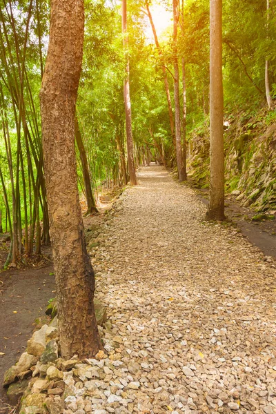 Orman Yolu Ulusal Parkta Doğal Ağaç Yaprak Taşla Çevrili Ormanda — Stok fotoğraf