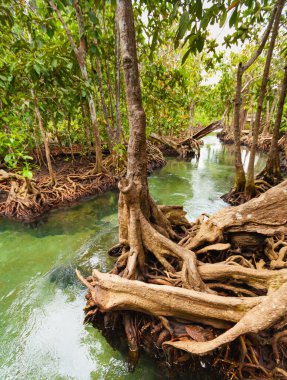 Ormandaki suyun yanında ağacın kökü ya da dalı, ormandaki bahar mevsiminde ağacın kökü ya da dallı doğal yeşil sahne