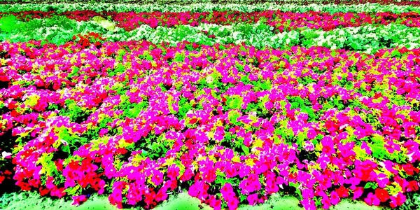 Dubai, çiçek yatakları, şehir manzarası, gökdelenler, yollar 