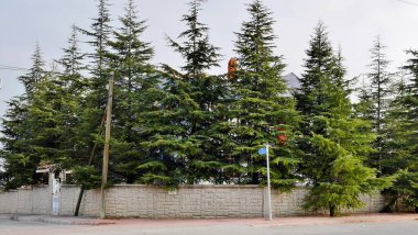 Bisiklet ve ağaçlar, orman, sokak manzarası