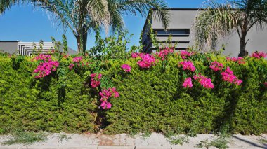 Ege kıyısı manzaralı güzel manzaralı, çiçekler, ağaçlar, manzaralı 