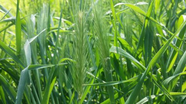 Mayıs 'ta baharda papatyalar, karahindibalar, yeşillikler ve çiçeklerle 