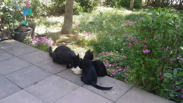 Hermoso Gato Retratos Cerca Blanco Negro Con Gatitos — Foto de Stock