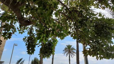 İspanya Barselona panoramik görünümleri 