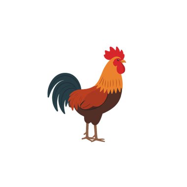 Bu bir horozun vektör çizimi. Horoz güzel ve renkli tüyleriyle gururlu bir tarak ve güçlü bir gagasıyla tasvir edilir. Görüntü çiftliklerle ilgili tasarımlarda kullanılmak için uygundur