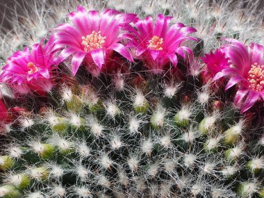 Çiçek açan mor çiçekli küçük kaktüs.