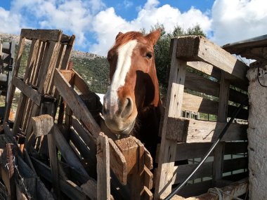 Yunanistan 'ın derme çatma çitlerinin yanındaki sevimli kahverengi kısrak