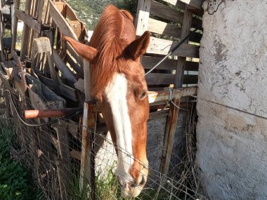 Yunanistan 'ın derme çatma çitlerinin yanındaki sevimli kahverengi kısrak